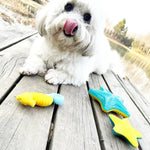 Starfish Shape Squeaky Luminous Toy TPR Floatable Dog Toys - GreenFur