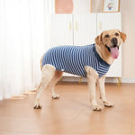Striped Dog Post - Surgery Suit for Summer Recovery - GreenFur