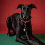 Strong and Tug Resistant Polyester FPF Woven Pet Leash - GreenFur
