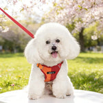 Summer Color blocking Pet Harness and Leash Set - GreenFur