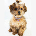 Valentine's Day Heart - Shaped Crystal Pet Necklace for Cats and Dogs - GreenFur