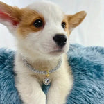 Valentine's Day Heart - Shaped Crystal Pet Necklace for Cats and Dogs - GreenFur